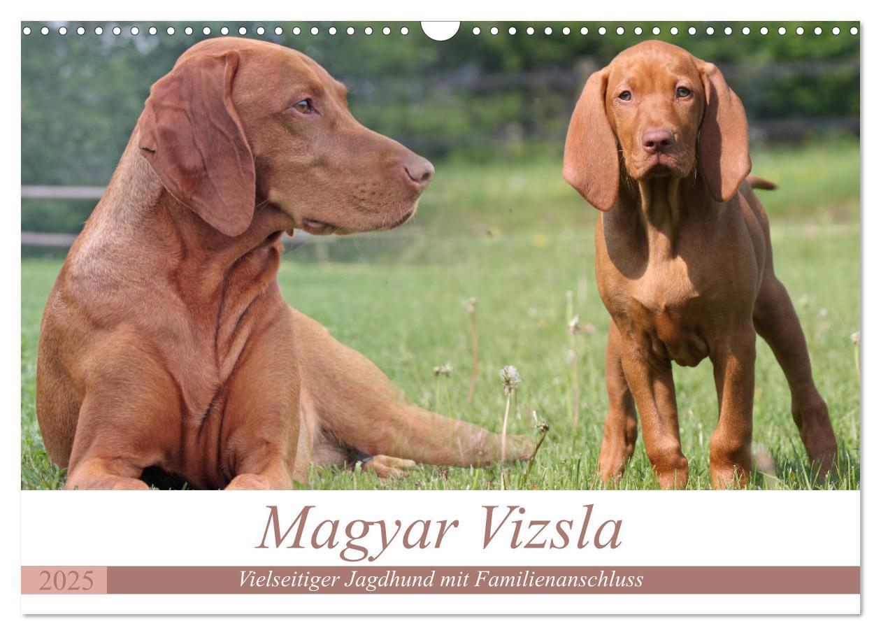 Cover: 9783435794508 | Magyar Vizsla - Vielseitiger Jagdhund mit Familienanschluss...