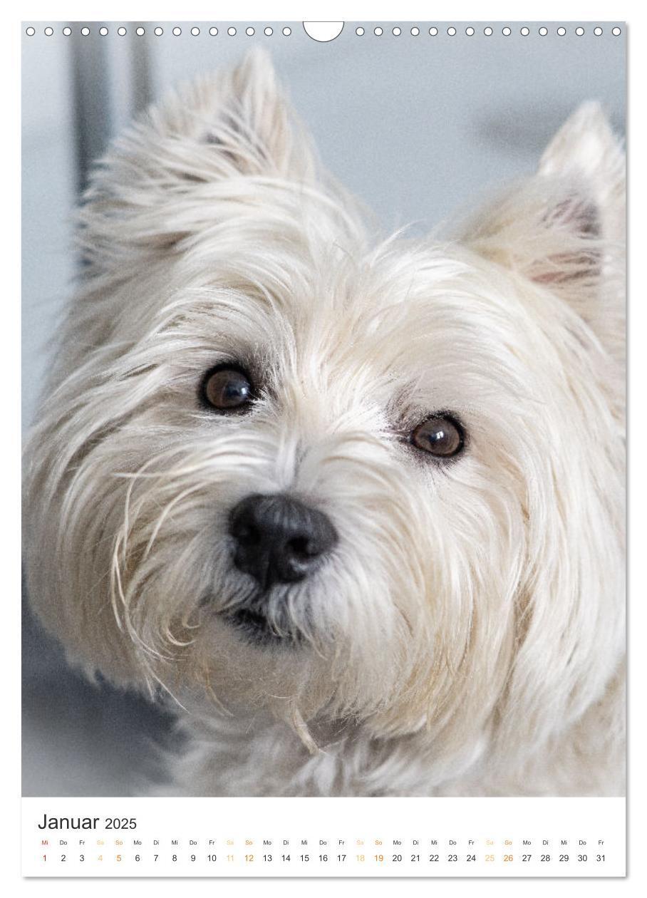 Bild: 9783383796739 | Der Westie - Portrait eines West Highland White Terriers...