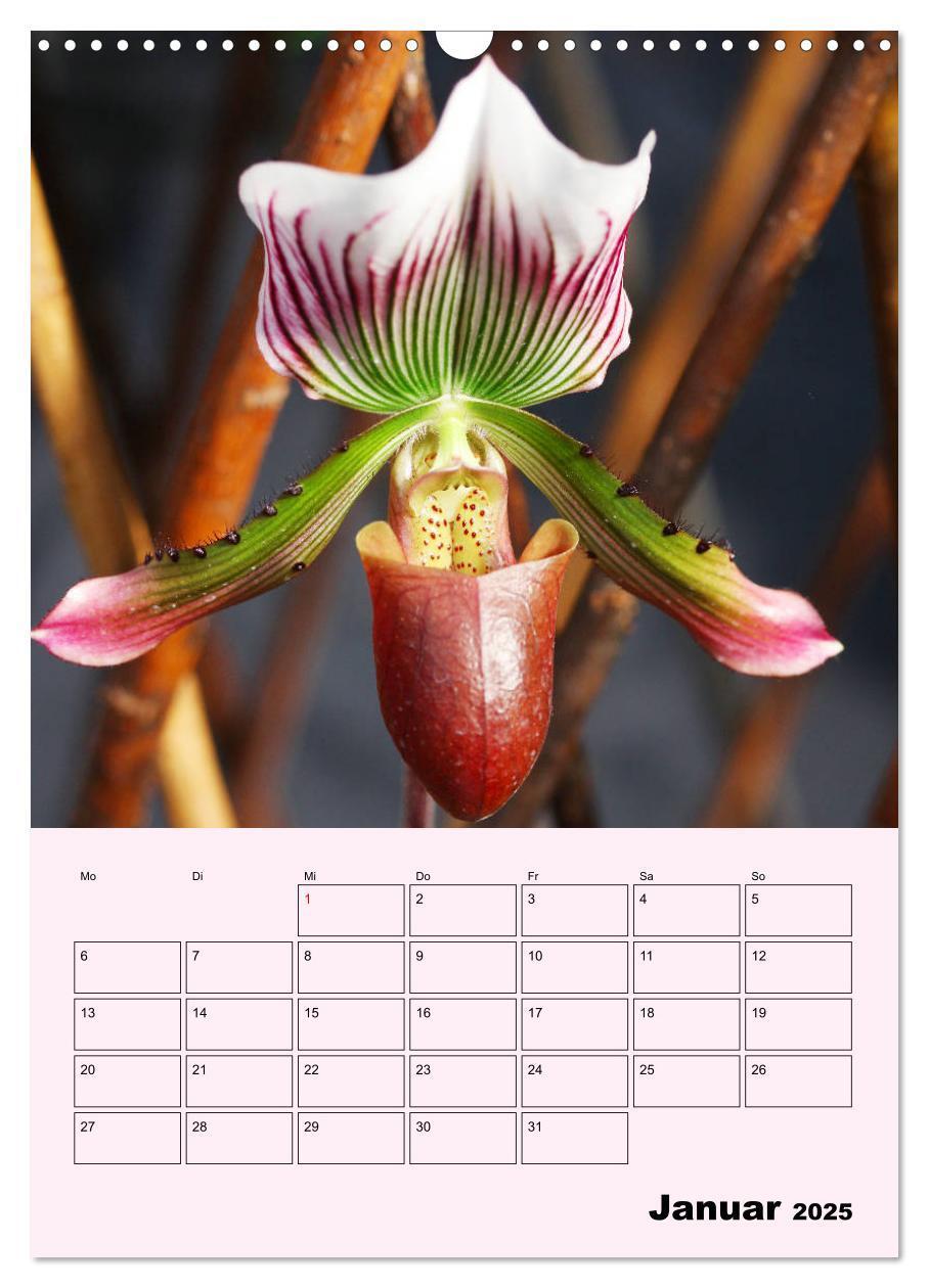 Bild: 9783435970902 | Orchideenliebe (Wandkalender 2025 DIN A3 hoch), CALVENDO...