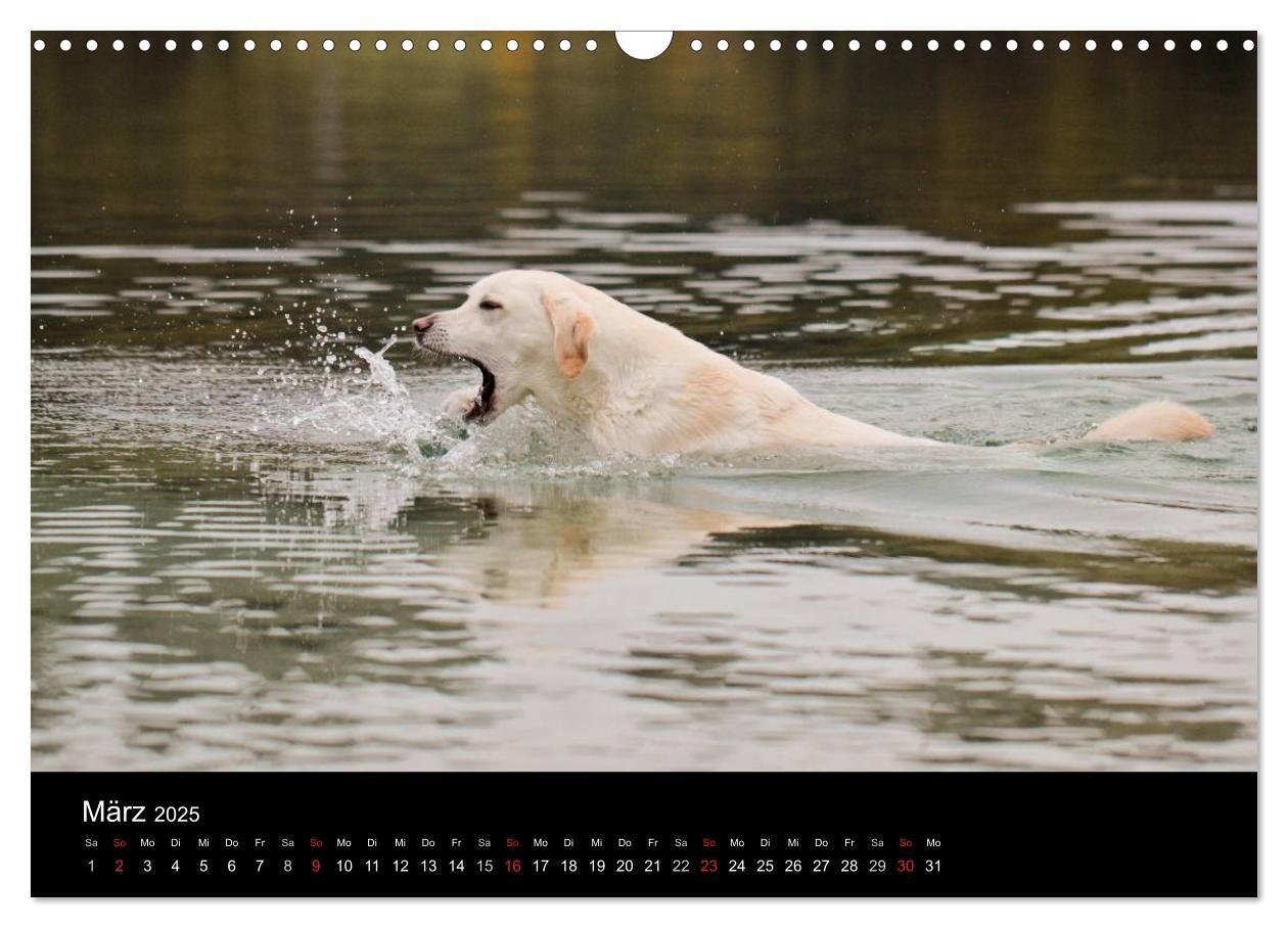 Bild: 9783435756575 | Labrador Retriever 2025 (Wandkalender 2025 DIN A3 quer), CALVENDO...