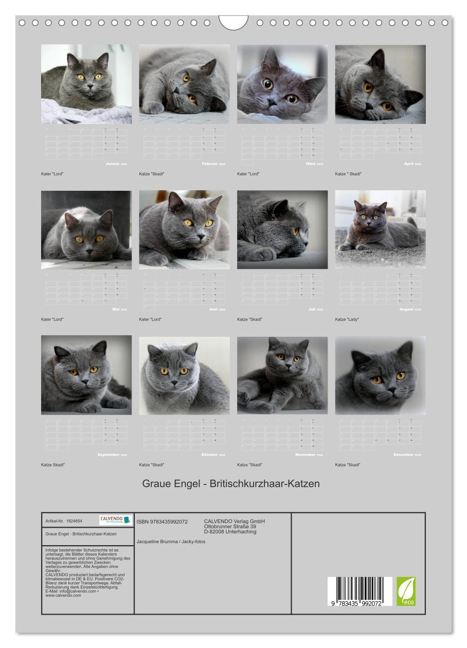 Bild: 9783435992072 | Graue Engel - Britischkurzhaar-Katzen (Wandkalender 2025 DIN A3...