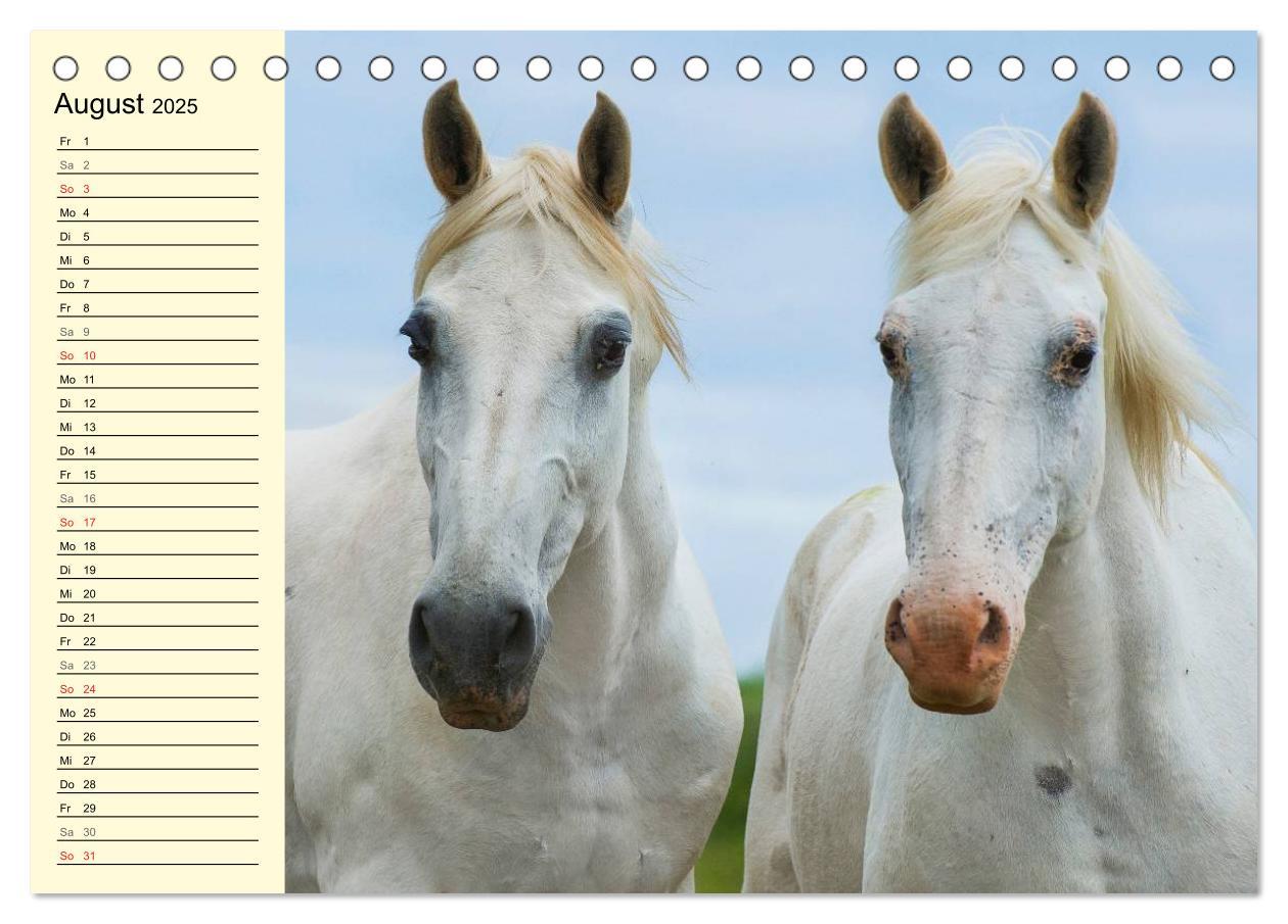 Bild: 9783435543991 | Traumpferd Lipizzaner (Tischkalender 2025 DIN A5 quer), CALVENDO...