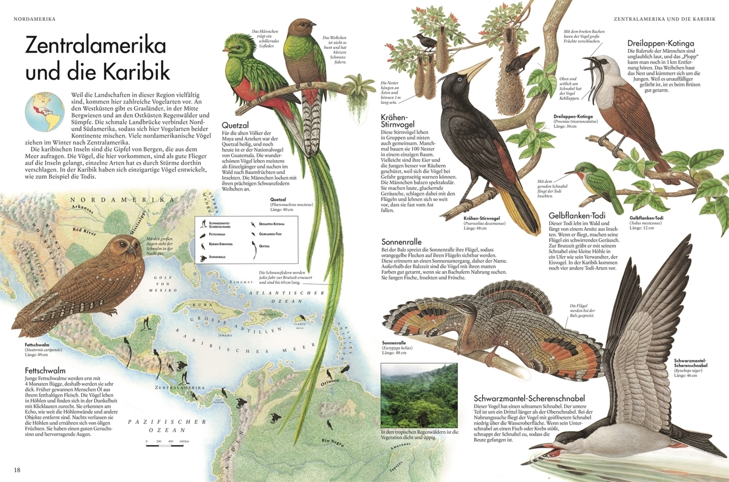 Bild: 9783831042579 | Atlas der Vögel | Eine Reise zu den faszinierendsten Vögeln der Erde