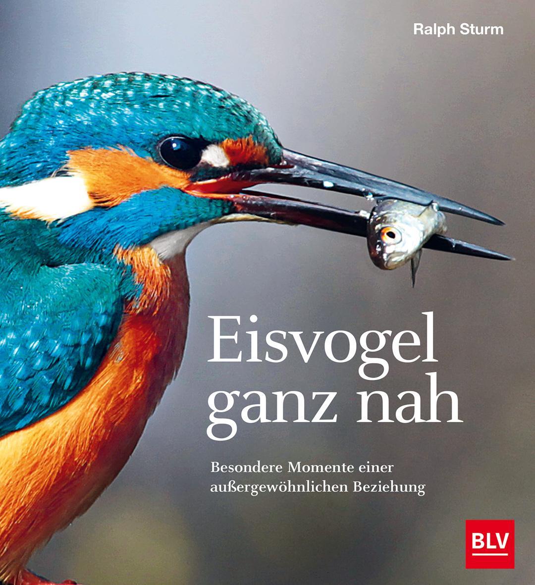 Cover: 9783967470291 | Eisvogel ganz nah | Ralph Sturm | Buch | 112 S. | Deutsch | 2021 | BLV