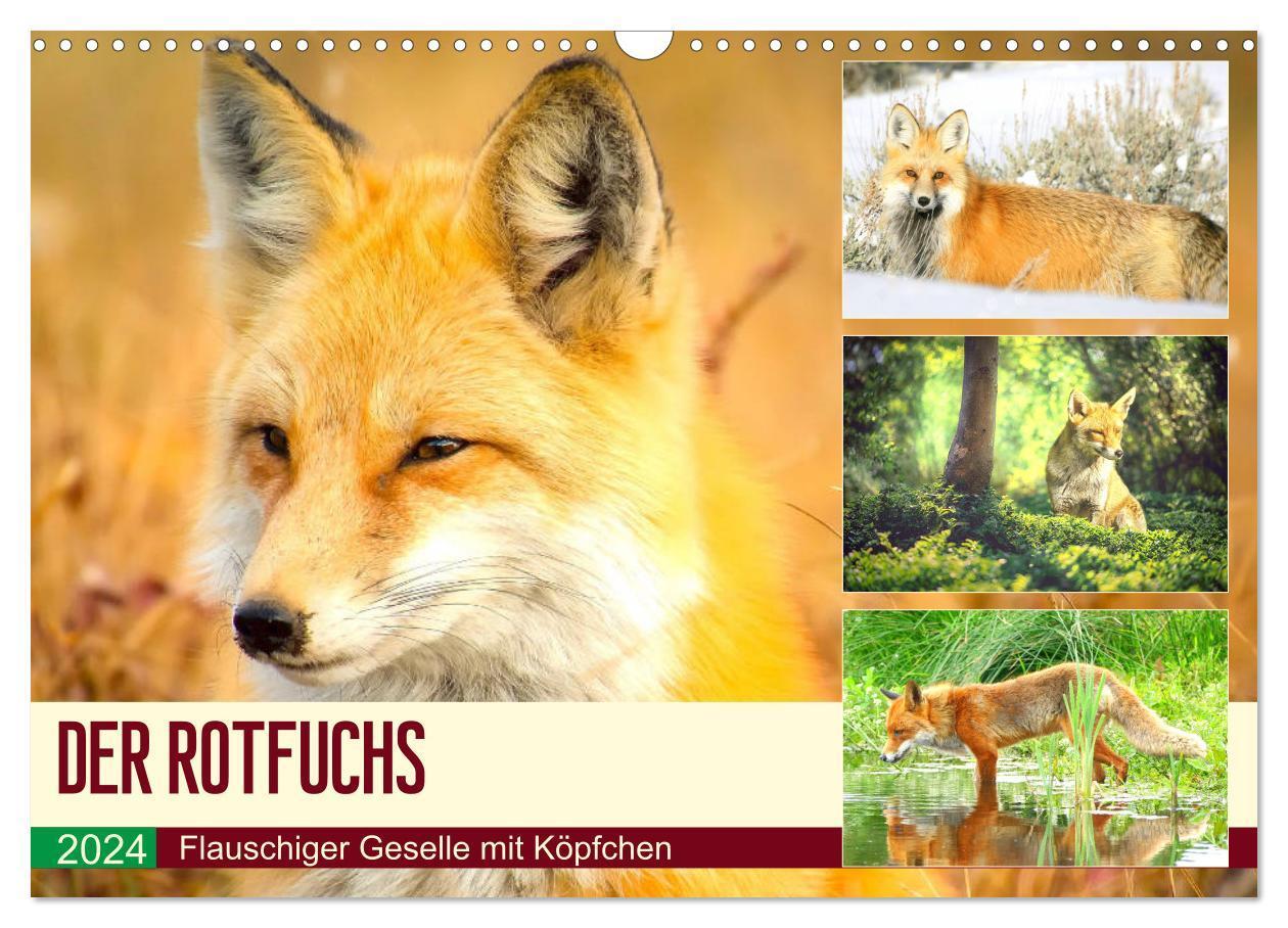 Cover: 9783675838031 | Der Rotfuchs. Flauschiger Geselle mit Köpfchen (Wandkalender 2024...