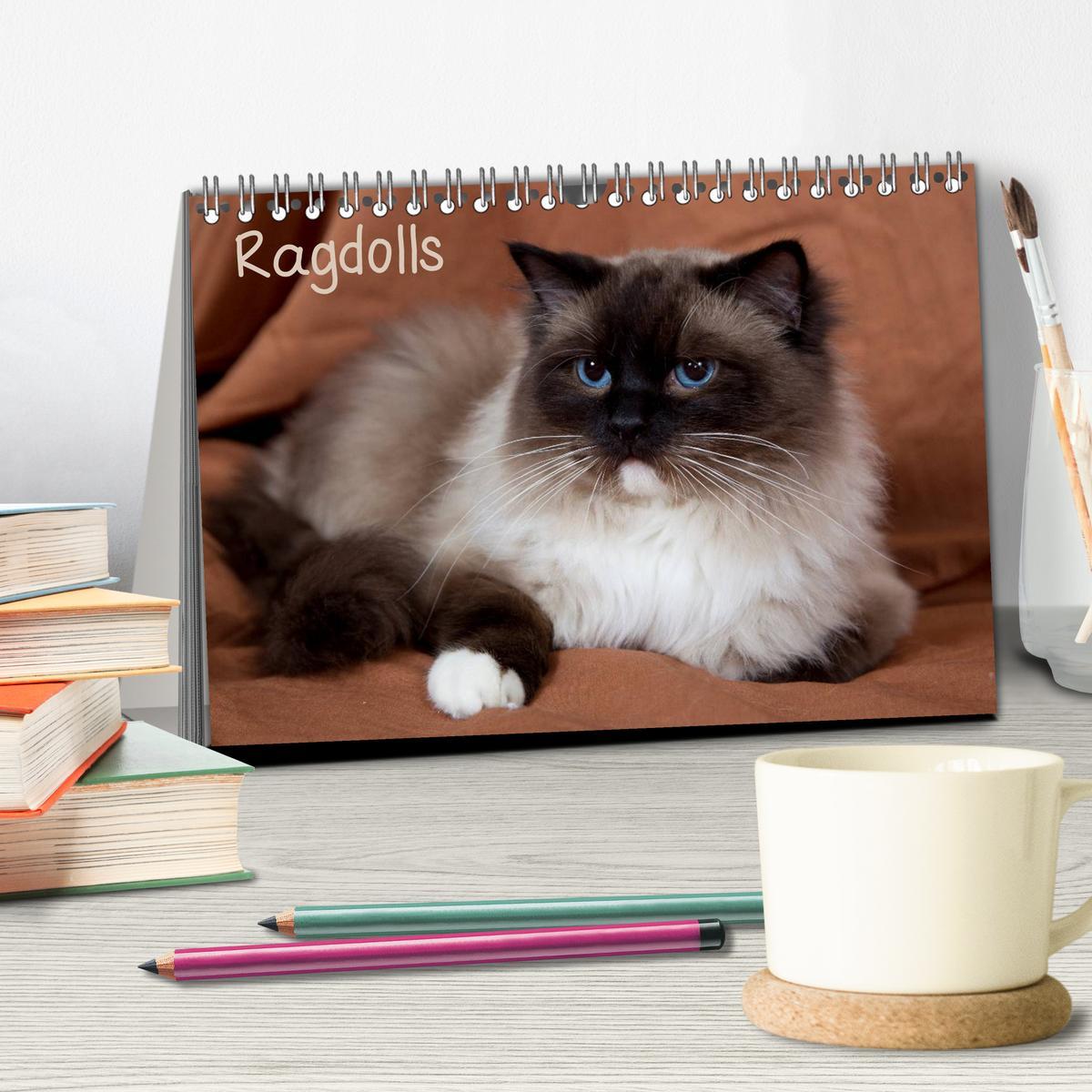 Bild: 9783435752904 | Ragdolls (Tischkalender 2025 DIN A5 quer), CALVENDO Monatskalender