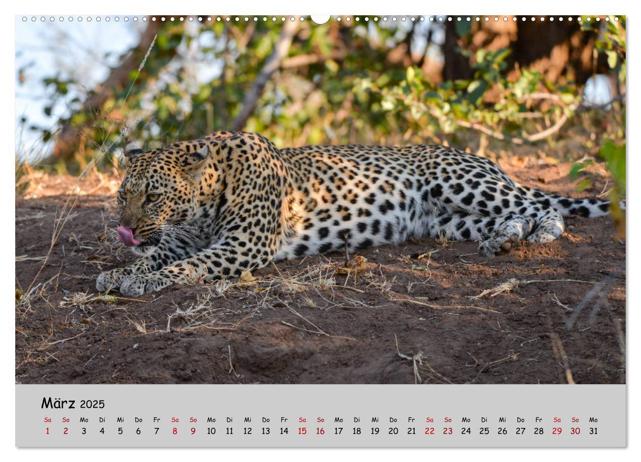 Bild: 9783435365296 | Leoparden - groß und klein (Wandkalender 2025 DIN A2 quer),...