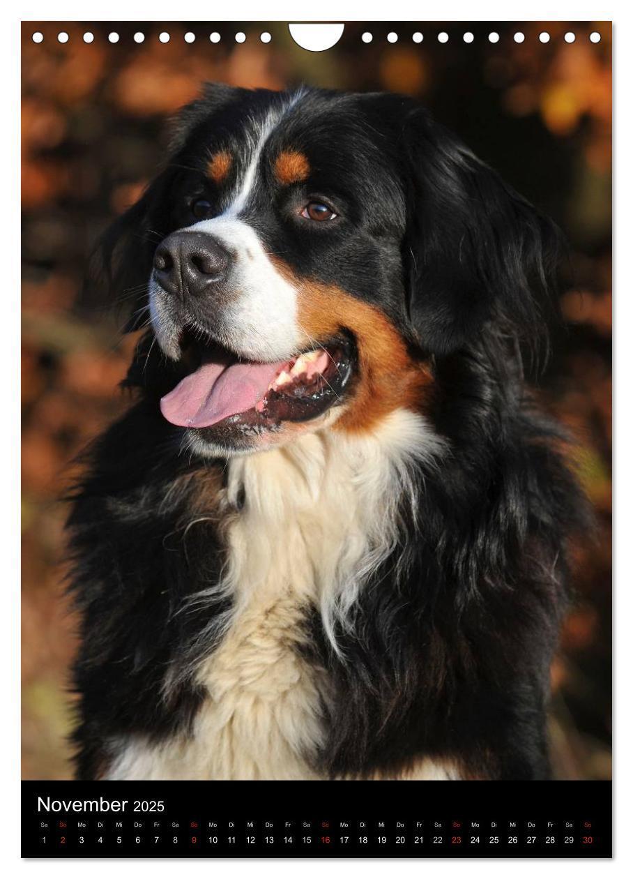 Bild: 9783457069394 | Berner Sennenhund 2025 (Wandkalender 2025 DIN A4 hoch), CALVENDO...