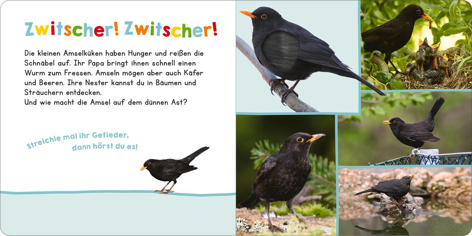 Bild: 9783845859354 | Hör mal rein, wer kann das sein? - Vögel | Streicheln und hören | Buch