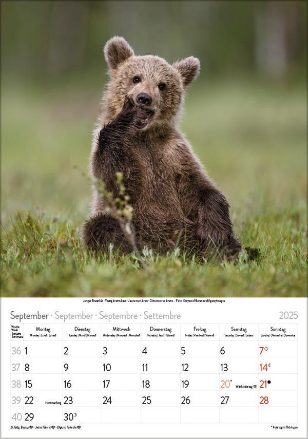 Bild: 9783731876212 | Tierkinder 2025 | Verlag Korsch | Kalender | Spiralbindung | 13 S.