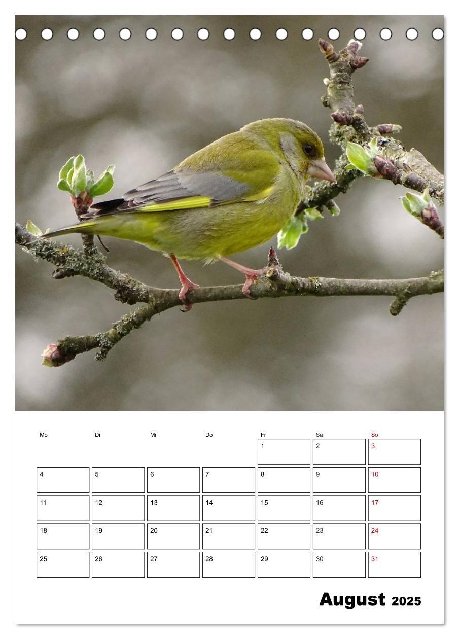 Bild: 9783457041031 | Amsel, Drossel, Fink und Star - beobachtet (Tischkalender 2025 DIN...