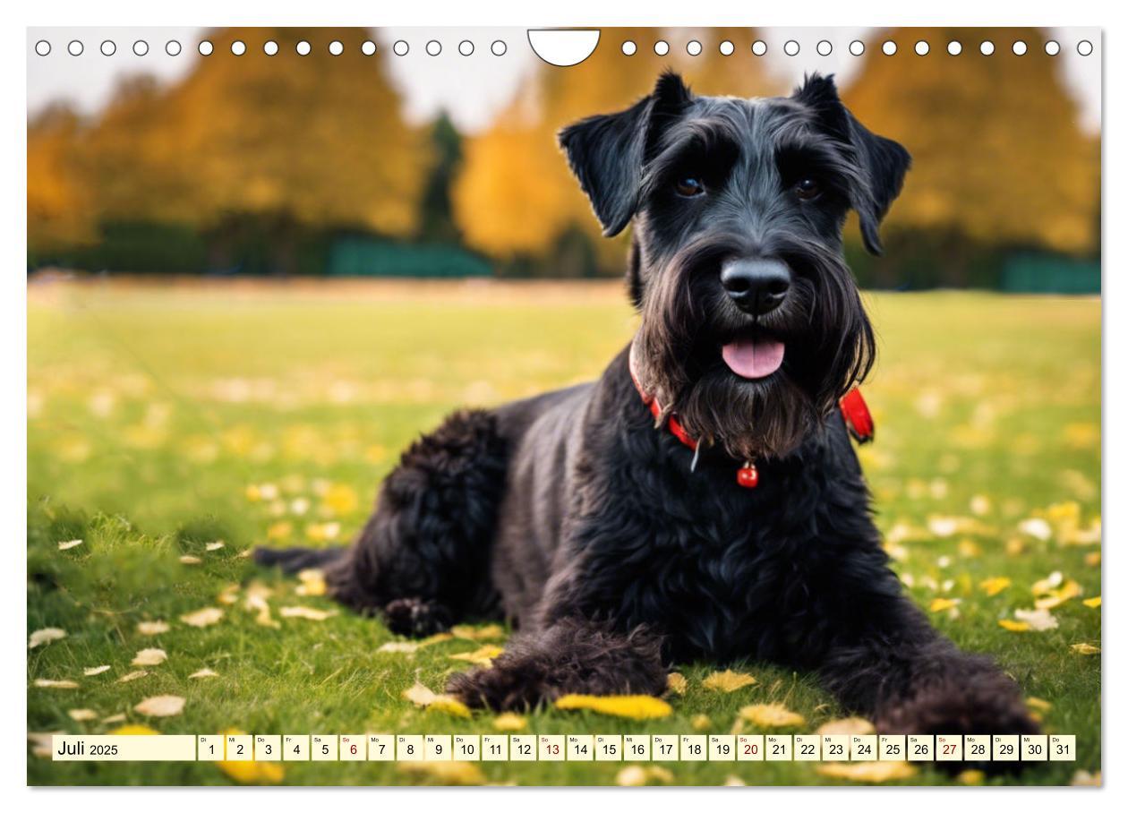 Bild: 9783457016145 | Schnauzer - vielseitige Allrounder (Wandkalender 2025 DIN A4 quer),...