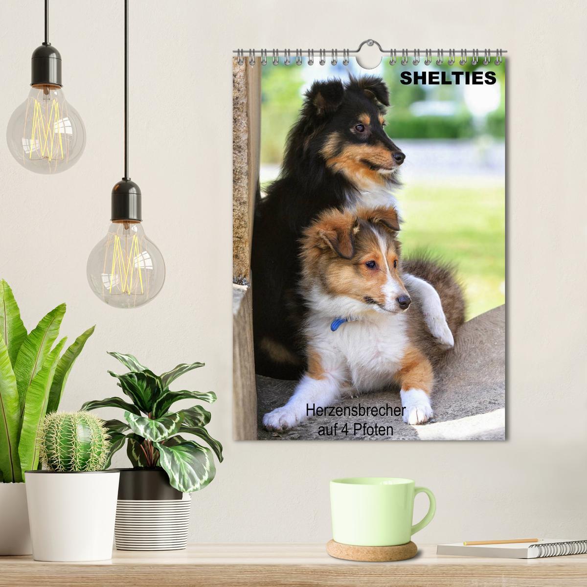 Bild: 9783457013298 | SHELTIES Herzensbrecher auf 4 Pfoten (Wandkalender 2025 DIN A4...