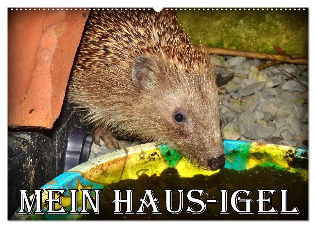 Cover: 9783457146279 | Mein Haus-Igel (Wandkalender 2025 DIN A2 quer), CALVENDO...