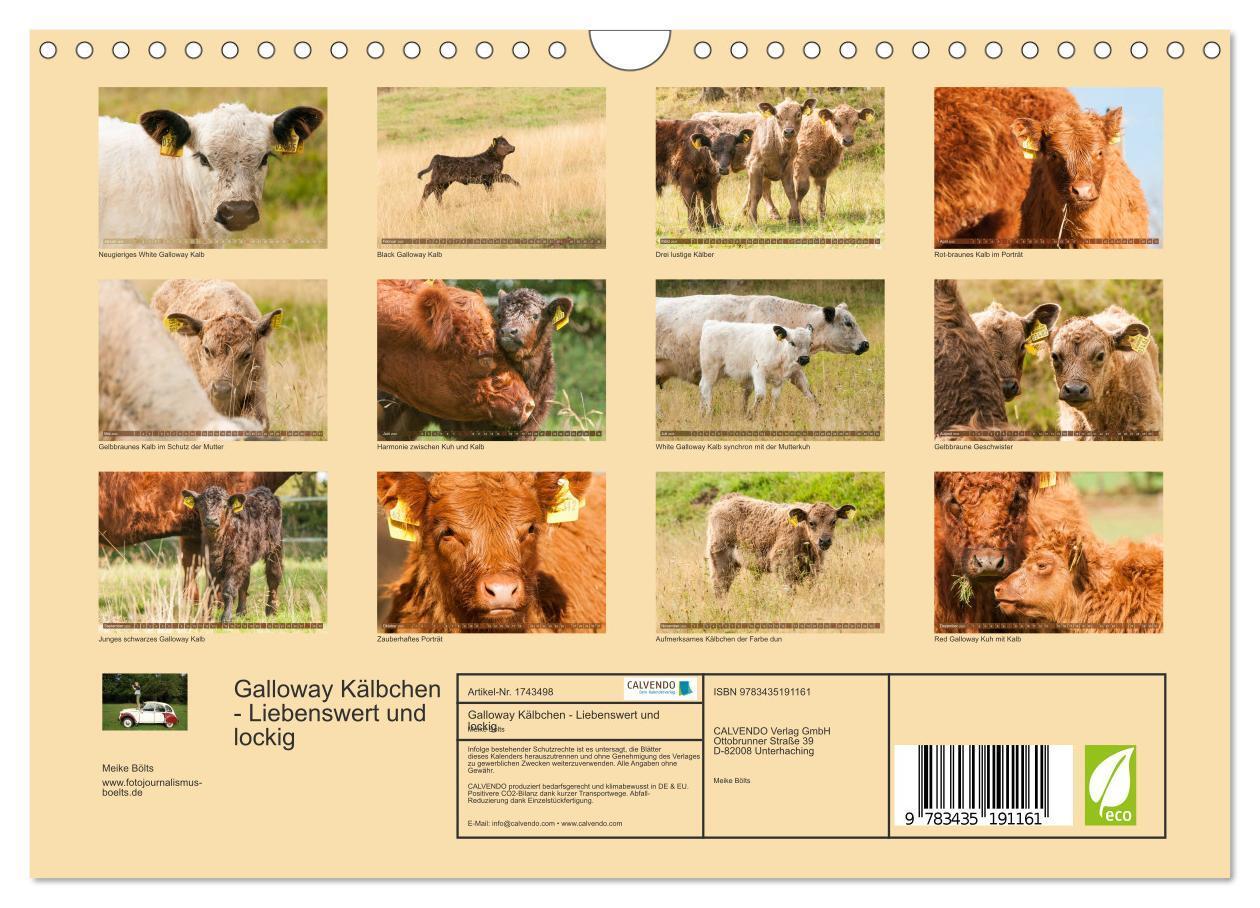 Bild: 9783435191161 | Galloway Kälbchen - Liebenswert und lockig (Wandkalender 2025 DIN...