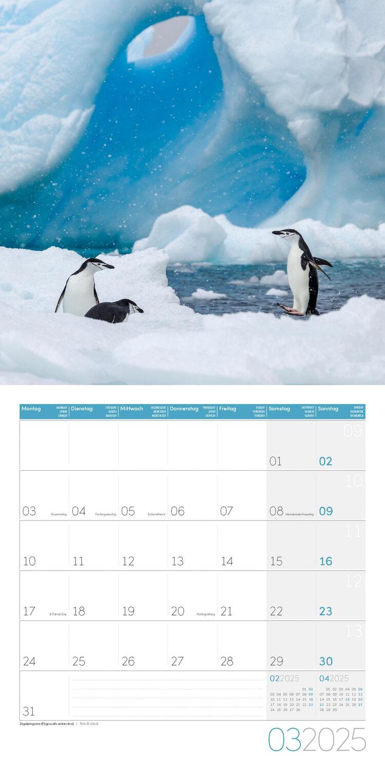 Bild: 9783838445250 | Pinguine Kalender 2025 - 30x30 | Ackermann Kunstverlag | Kalender