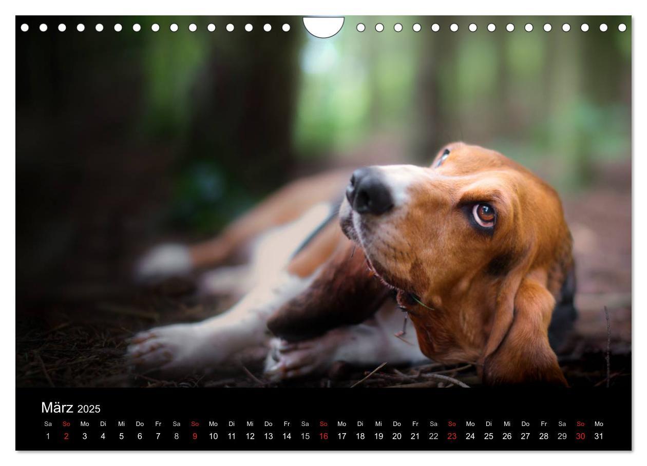 Bild: 9783457183274 | Der Basset, eine LANGE und besondere Liebe (Wandkalender 2025 DIN...