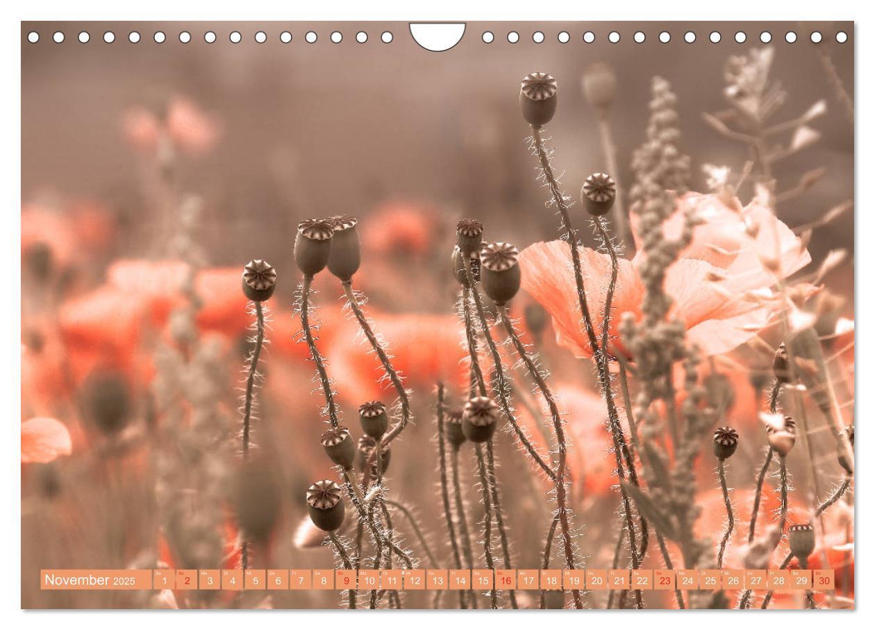 Bild: 9783435288281 | Mohnblumen - Fotografie mit Magie (Wandkalender 2025 DIN A4 quer),...