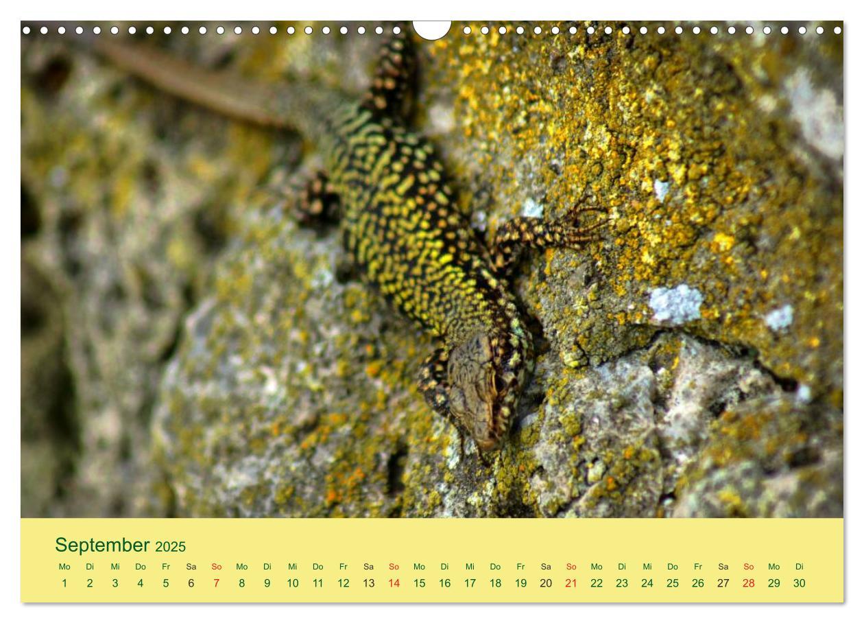 Bild: 9783435508822 | Flinke Eidechsen (Wandkalender 2025 DIN A3 quer), CALVENDO...