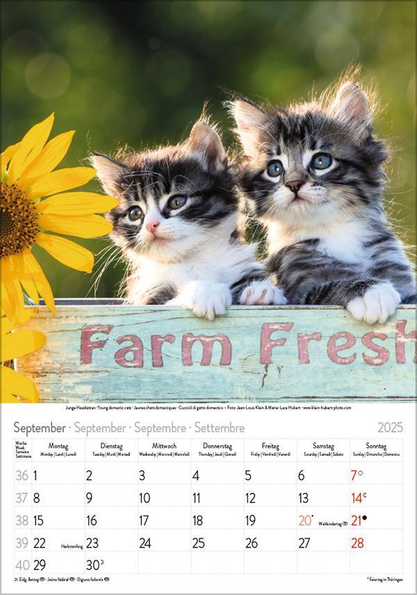 Bild: 9783731876168 | Katzen 2025 | Verlag Korsch | Kalender | Spiralbindung | 13 S. | 2025