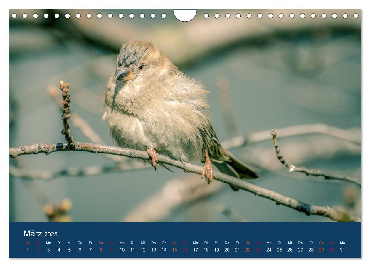 Bild: 9783435789399 | Spatzen-Kalender (Wandkalender 2025 DIN A4 quer), CALVENDO...