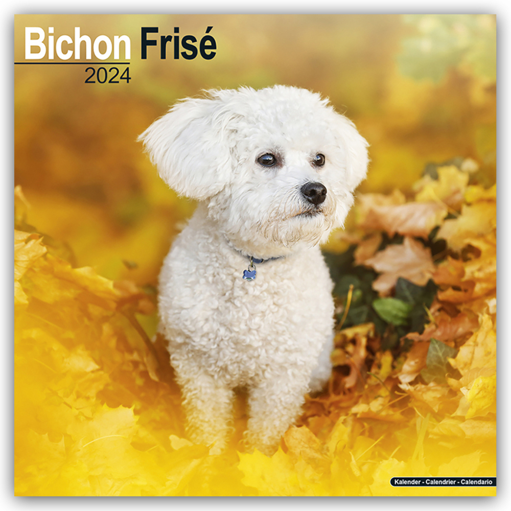 Cover: 9781804600153 | Bichon Frisé - Gelockter Bichon 2024 - 16-Monatskalender | Ltd | 13 S.