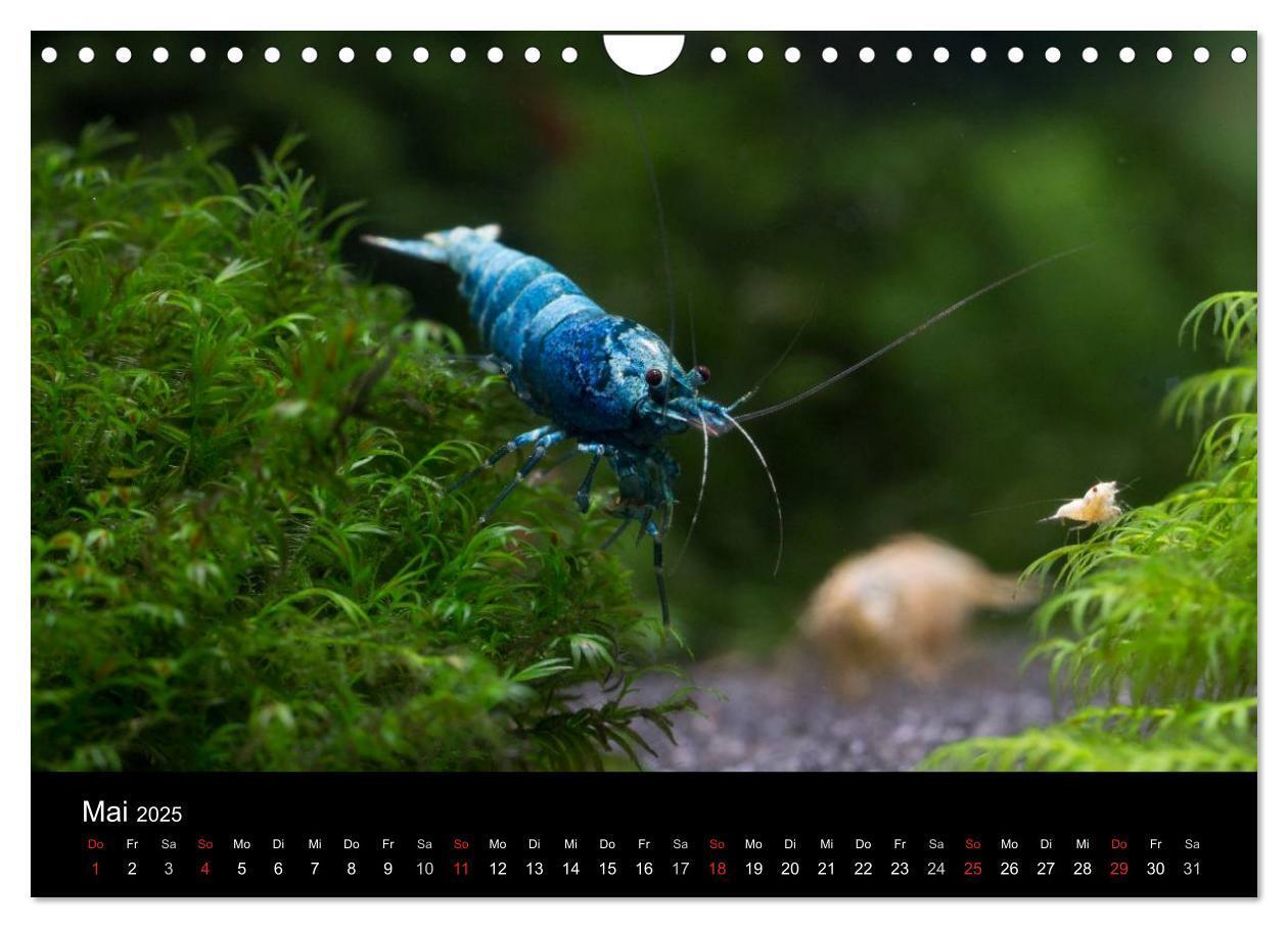 Bild: 9783435562060 | Zwerggarnelen - gepanzerte Juwelen im Aquarium (Wandkalender 2025...