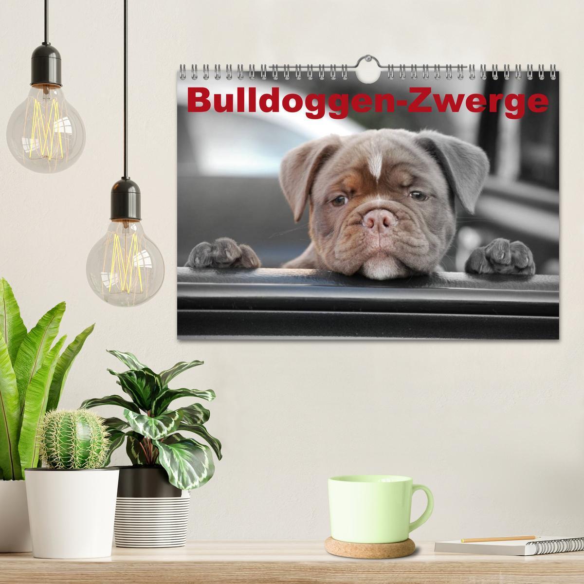 Bild: 9783435761524 | Bulldoggen-Zwerge (Wandkalender 2025 DIN A4 quer), CALVENDO...