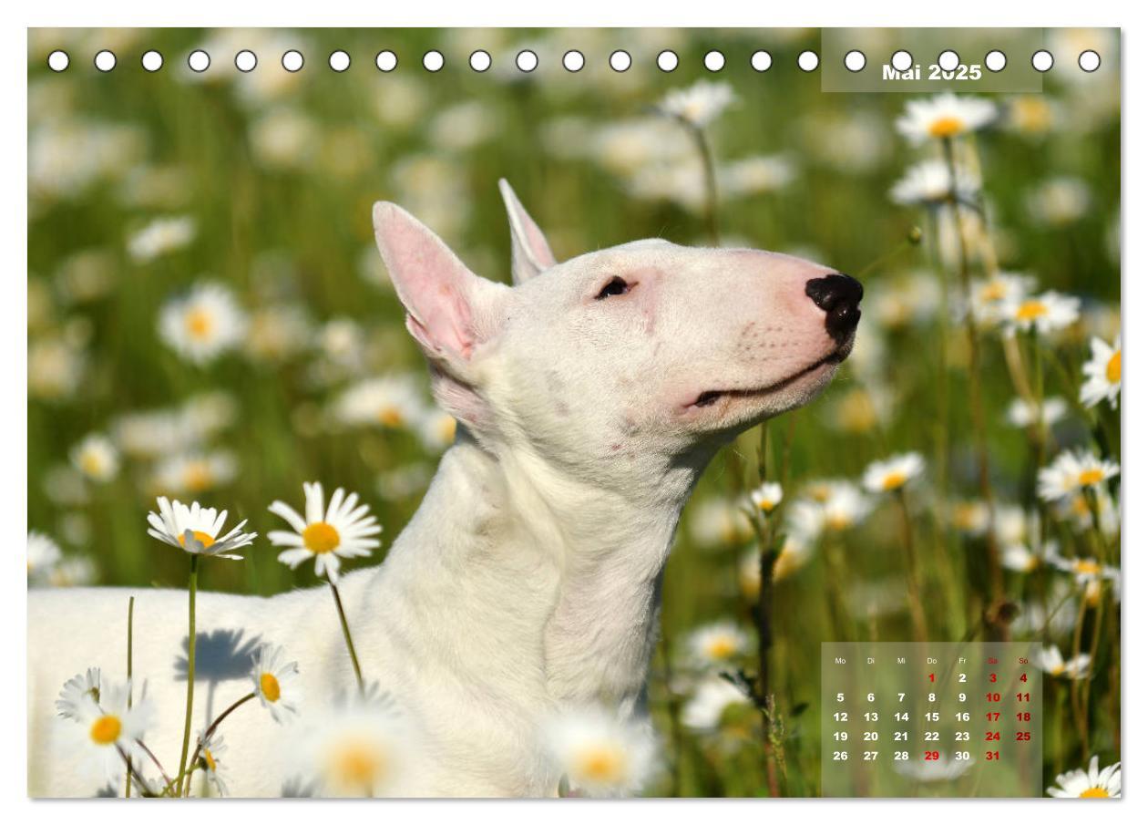 Bild: 9783435340330 | Bullterrier 2025 Frech und fröhlich durch das Jahr (Tischkalender...