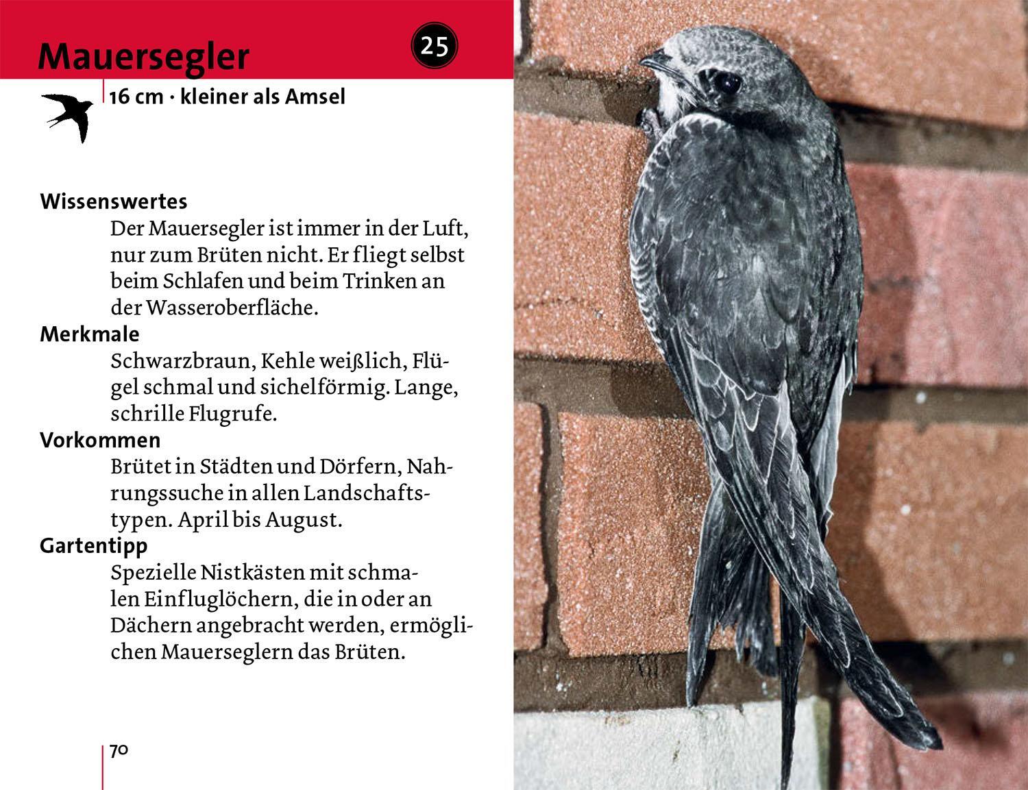 Bild: 9783440178997 | Alle Vögel sind schon da | Volker Dierschke | Taschenbuch | 128 S.