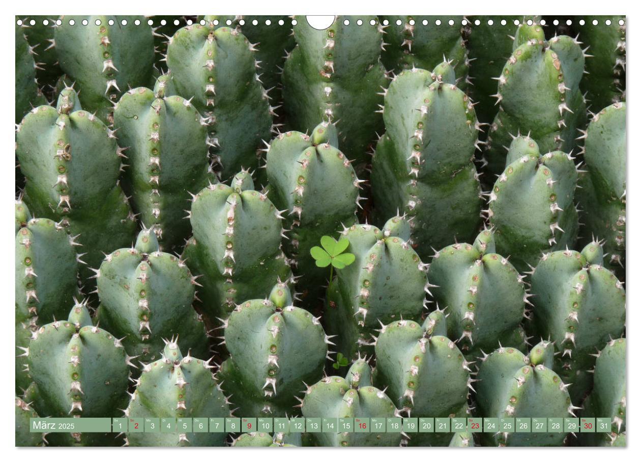 Bild: 9783435336579 | BOTANICACTUS Mallorcas Kakteengarten (Wandkalender 2025 DIN A3...