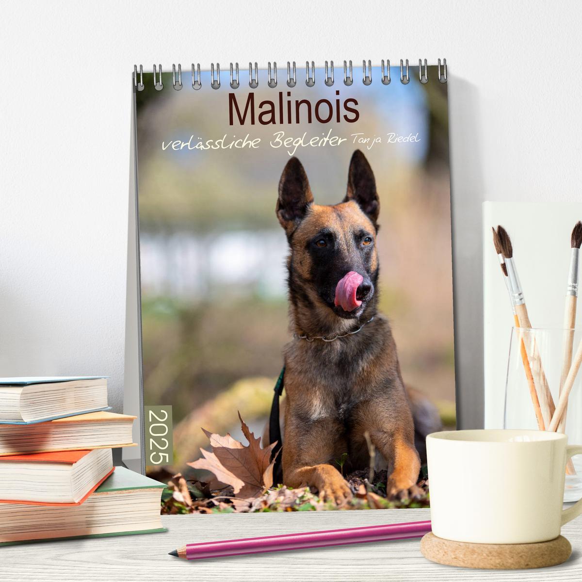 Bild: 9783435946143 | Malinois verlässliche Begleiter (Tischkalender 2025 DIN A5 hoch),...