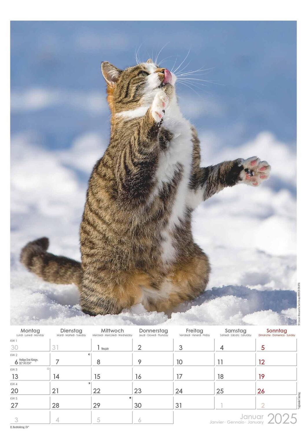 Bild: 4251732342012 | Tatzentiger 2025 - Bildkalender A3 (29,7x42 cm) - Curious Cats -...