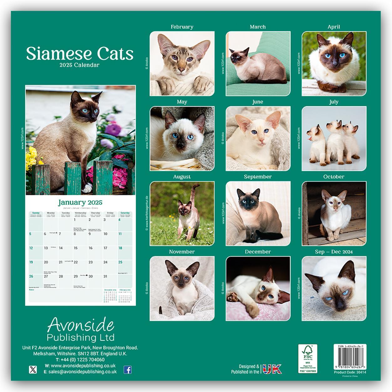 Rückseite: 9781804604267 | Siamese Cats - Siam-Katzen 2025 - 16-Monatskalender | Ltd | Kalender