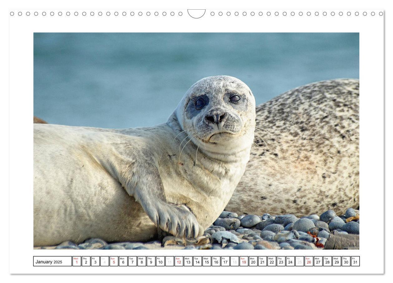 Bild: 9781325938506 | Seals on the Beach (Wall Calendar 2025 DIN A3 landscape), CALVENDO...