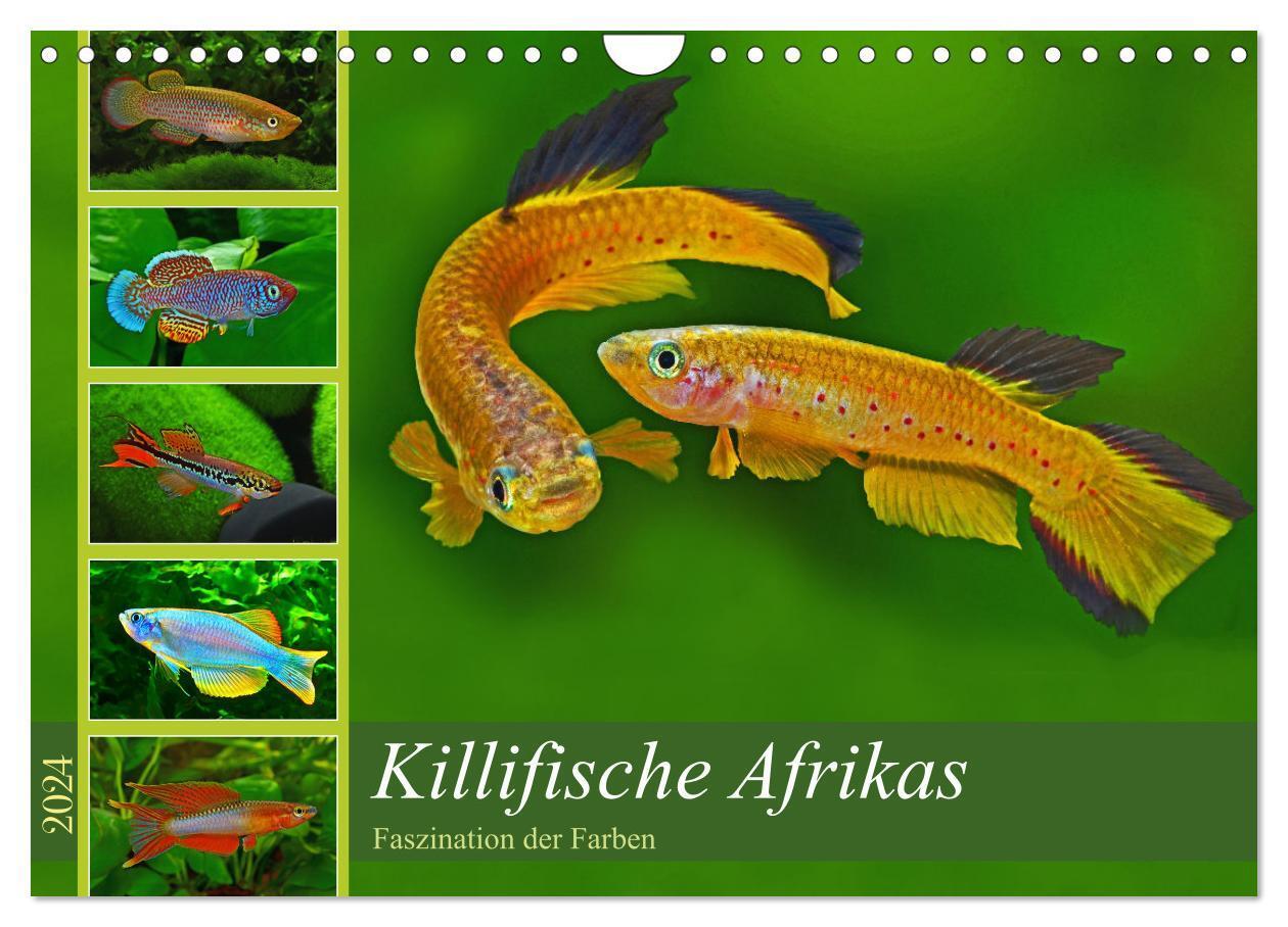 Cover: 9783675718463 | Killifische Afrikas (Wandkalender 2024 DIN A4 quer), CALVENDO...