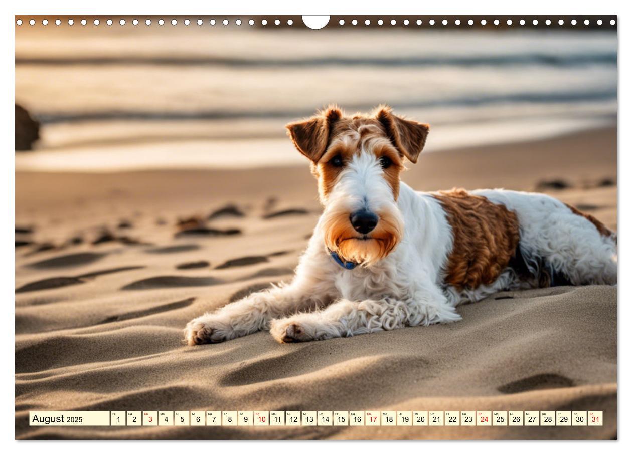 Bild: 9783435694105 | Drahthaar-Foxterrier (Wandkalender 2025 DIN A3 quer), CALVENDO...