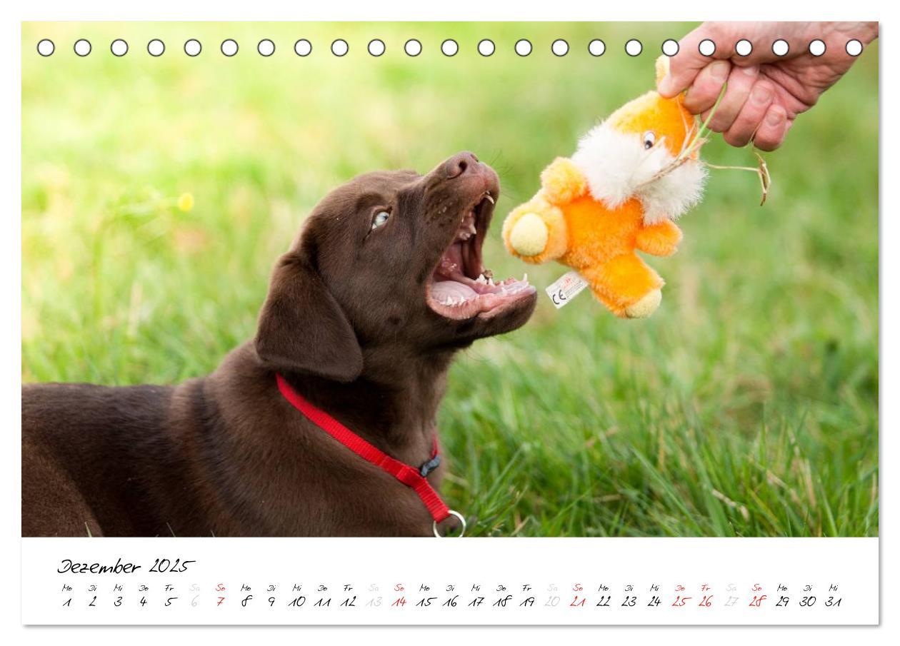 Bild: 9783435714353 | Labrador Welpe - Seelenhund (Tischkalender 2025 DIN A5 quer),...