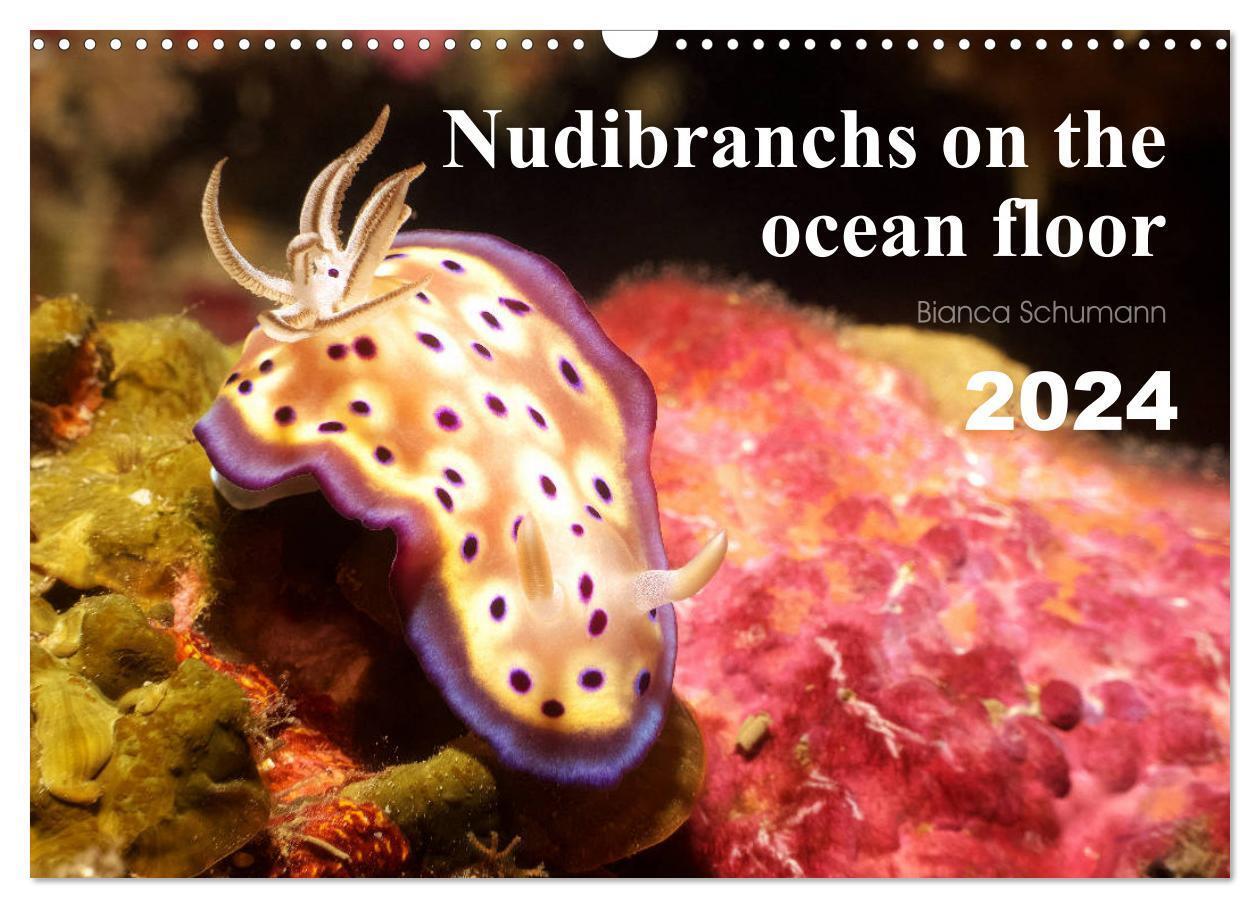 Cover: 9781325851027 | Nudibranchs on the ocean floor (Wall Calendar 2024 DIN A3...