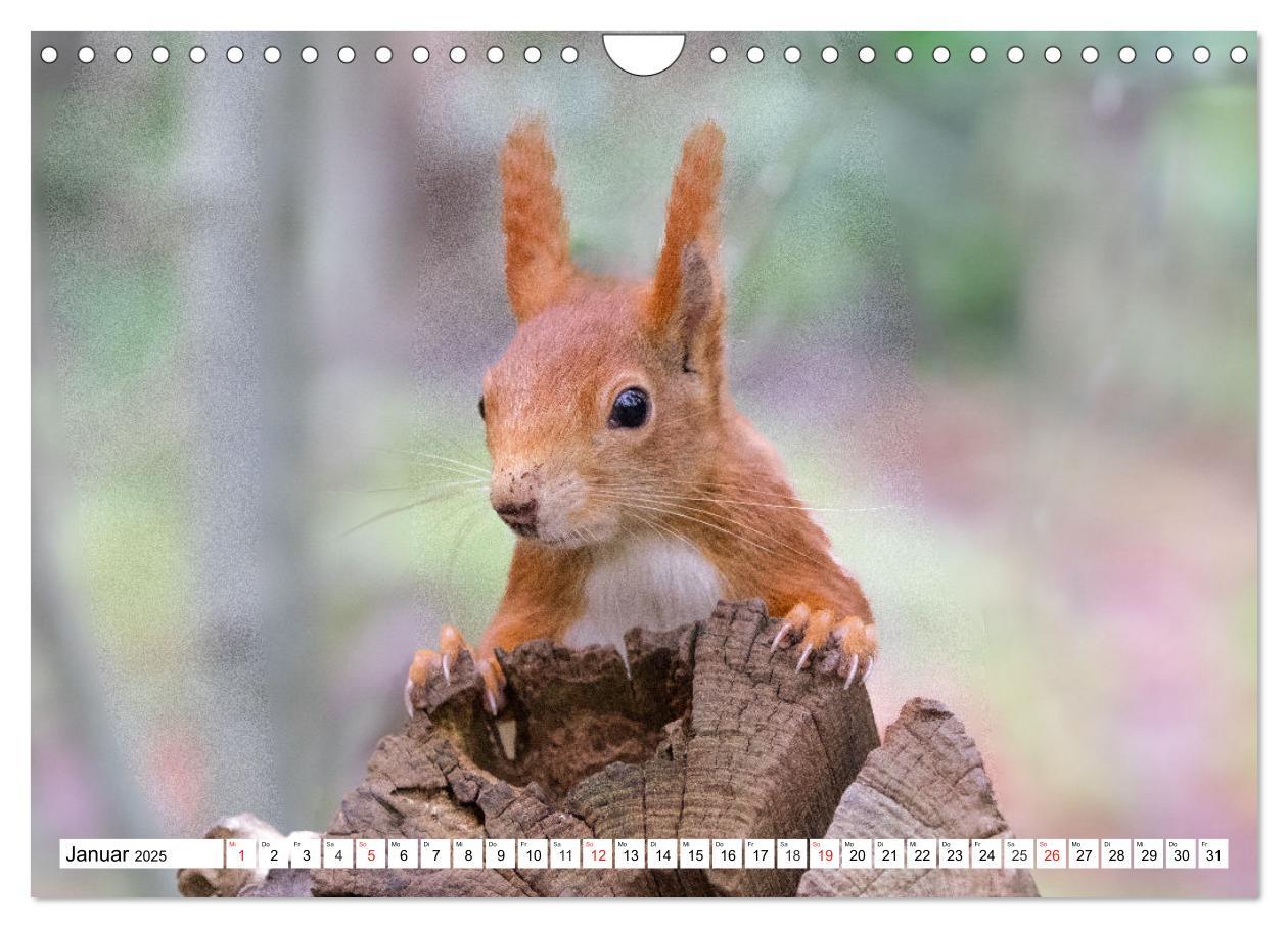 Bild: 9783435670338 | Eichhörnchen im Königlichen Garten (Wandkalender 2025 DIN A4 quer),...