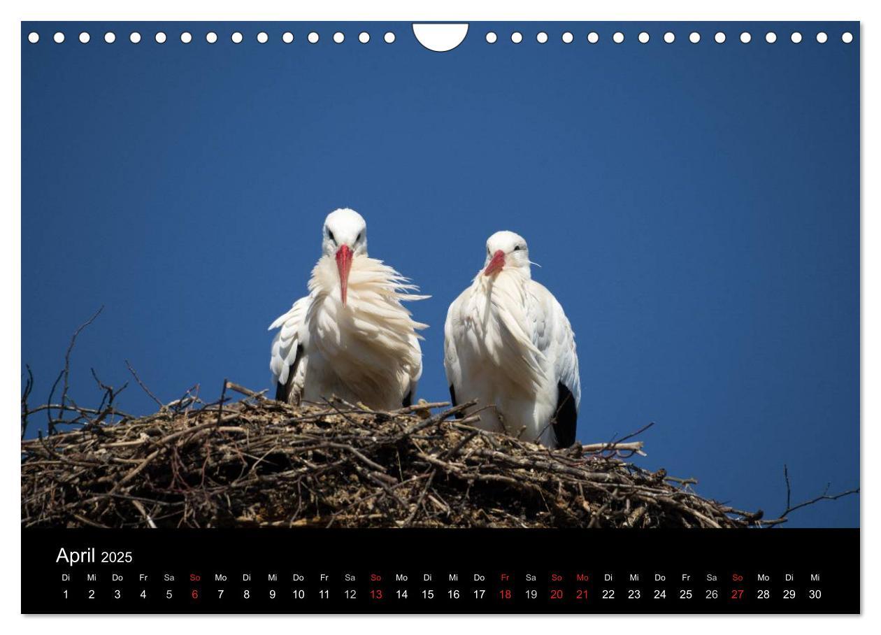 Bild: 9783435527823 | Ein Jahr bei den Störchen (Wandkalender 2025 DIN A4 quer), CALVENDO...