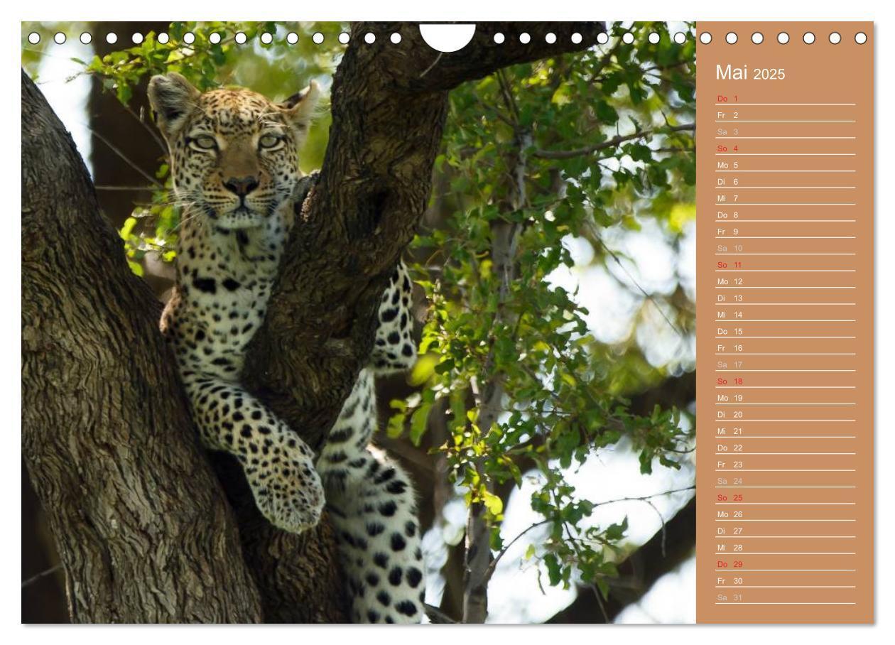 Bild: 9783435675487 | Afrika - Faszinierende Tierwelt (Wandkalender 2025 DIN A4 quer),...