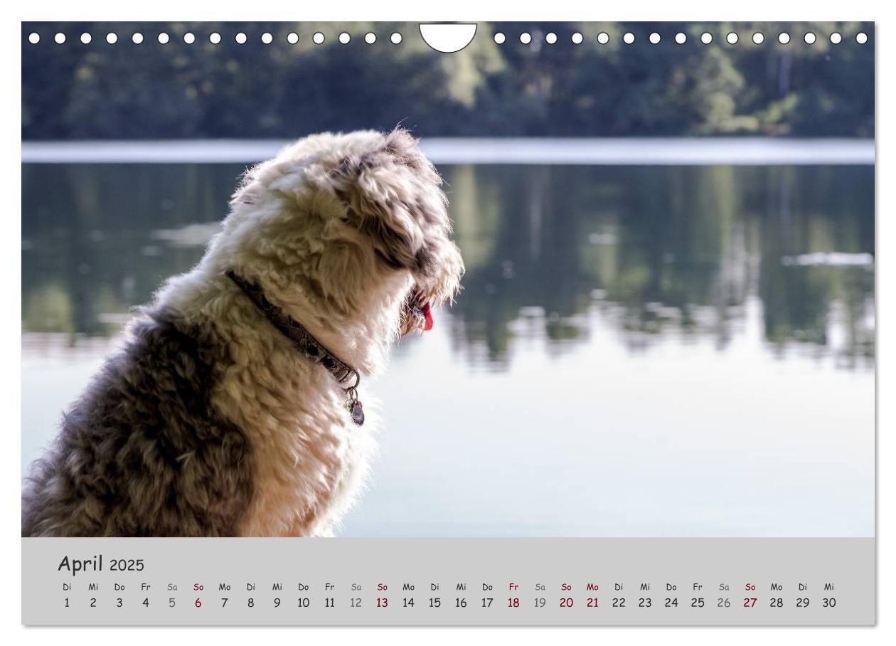 Bild: 9783435608393 | Ein Bobtail namens Miles (Wandkalender 2025 DIN A4 quer), CALVENDO...