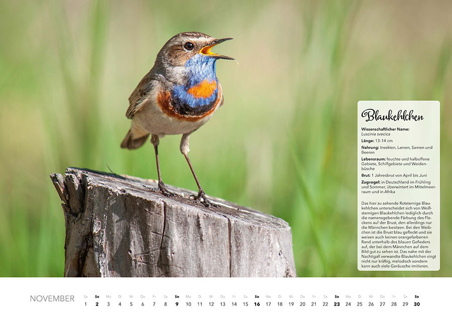 Bild: 9783966648370 | Unsere Gartenvögel Kalender 2025 | Kalender | Spiralbindung | 14 S.