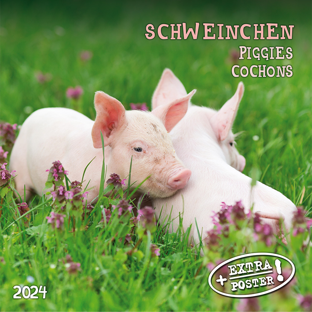 Cover: 9783959293358 | Piggies/Schweinchen 2024 | Kalender 2024 | Kalender | Drahtheftung