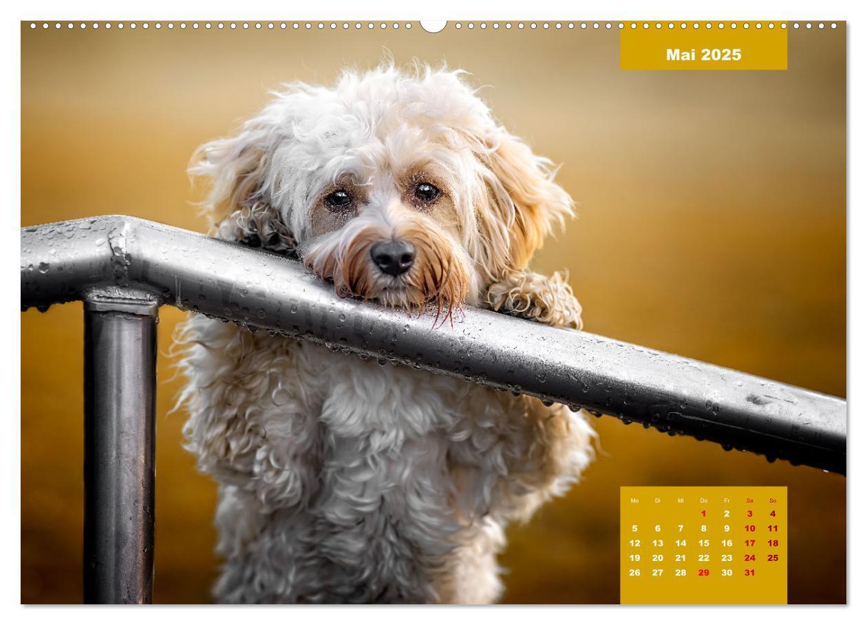 Bild: 9783435027781 | Rocket der Havaneser (hochwertiger Premium Wandkalender 2025 DIN A2...