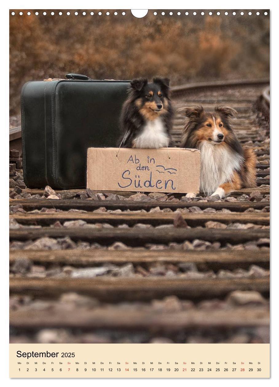 Bild: 9783457040836 | Mit Shelties durchs Jahr (Wandkalender 2025 DIN A3 hoch), CALVENDO...