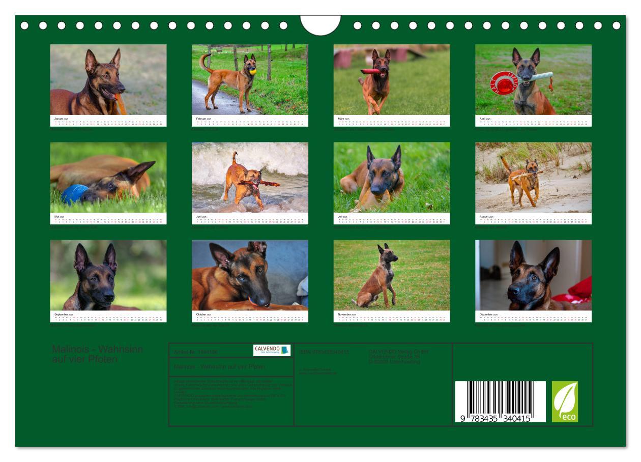 Bild: 9783435340415 | Malinois - Wahnsinn auf vier Pfoten (Wandkalender 2025 DIN A4...