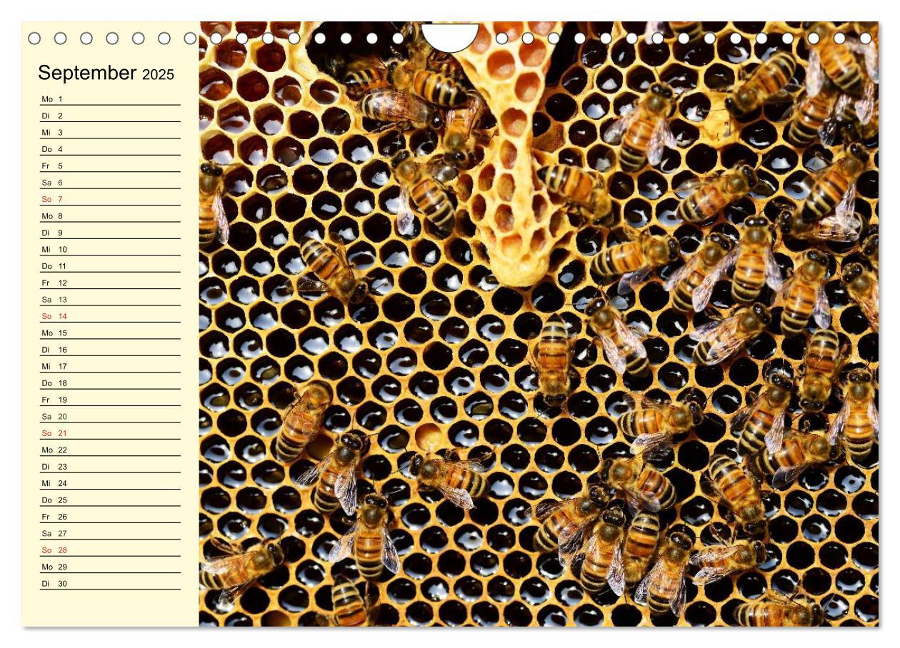 Bild: 9783435514359 | Fleißige Bienen. Von der Blüte bis zum Honig (Wandkalender 2025 DIN...