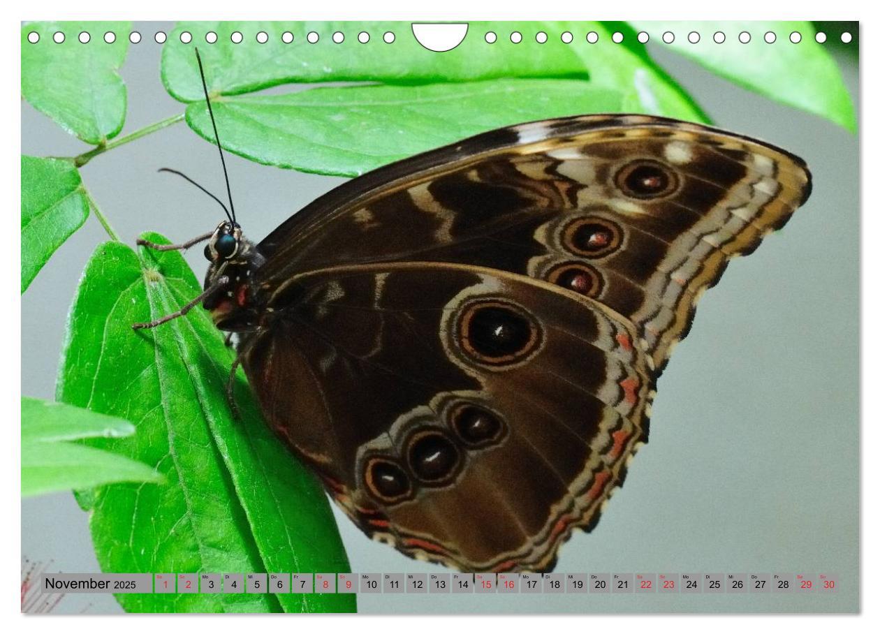 Bild: 9783435812813 | Butterfly's - Schmetterlinge für Zuhause (Wandkalender 2025 DIN A4...